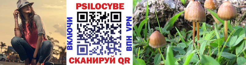 сколько стоит Балашов Псилоцибиновые грибы Cubensis